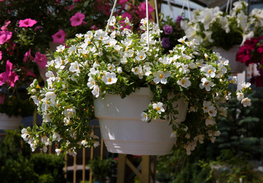 Photo of Beautiful flowers in plant pot hanging outdoors