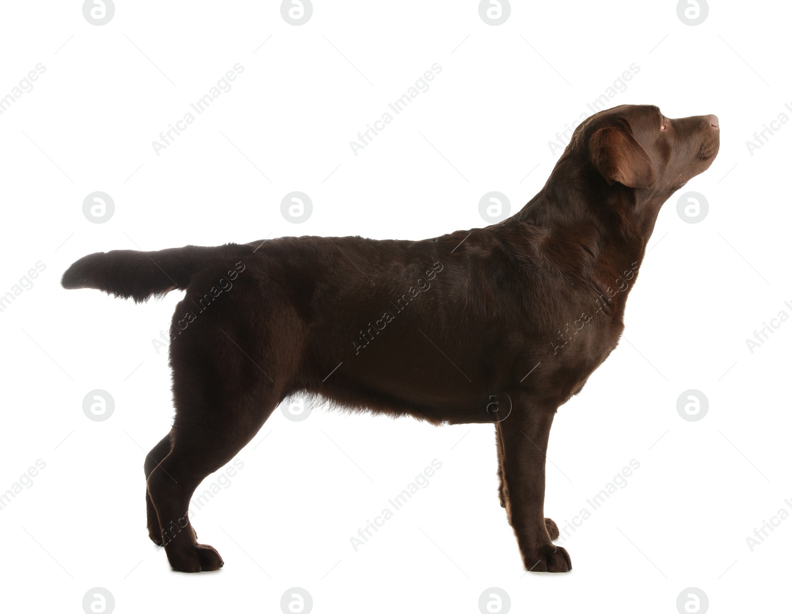 Photo of Chocolate labrador retriever standing on white background