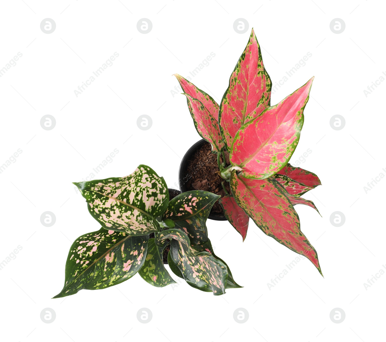 Photo of Beautiful Aglaonema plants isolated on white, top view. House decor