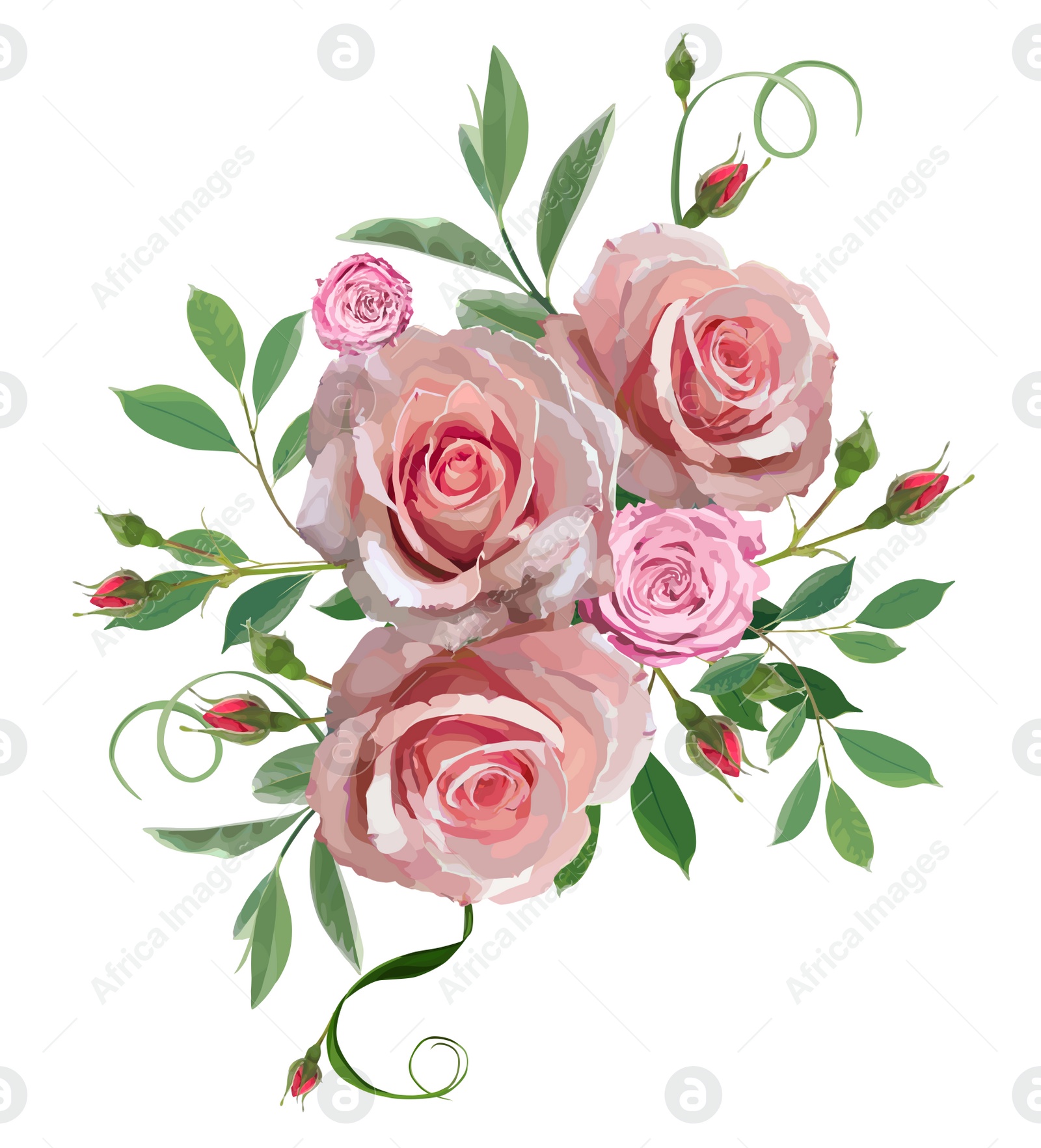 Illustration of Beautiful roses with green leaves illustration on white background. Stylish design