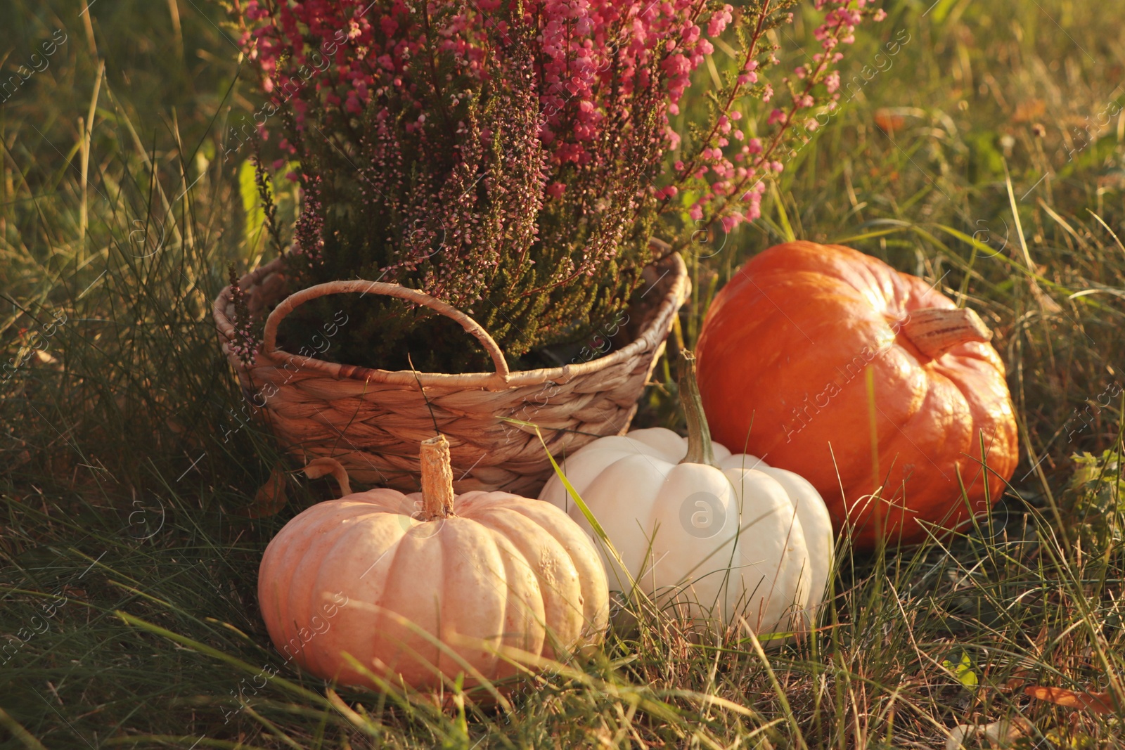 Photo of Wicker basket with beautiful heather flowers and pumpkins on green grass outdoors