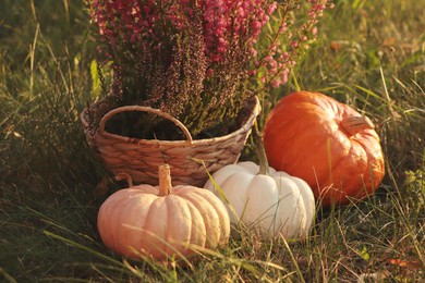 Wicker basket with beautiful heather flowers and pumpkins on green grass outdoors