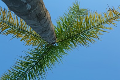 Beautiful palm tree with green leaves against clear blue sky, bottom view