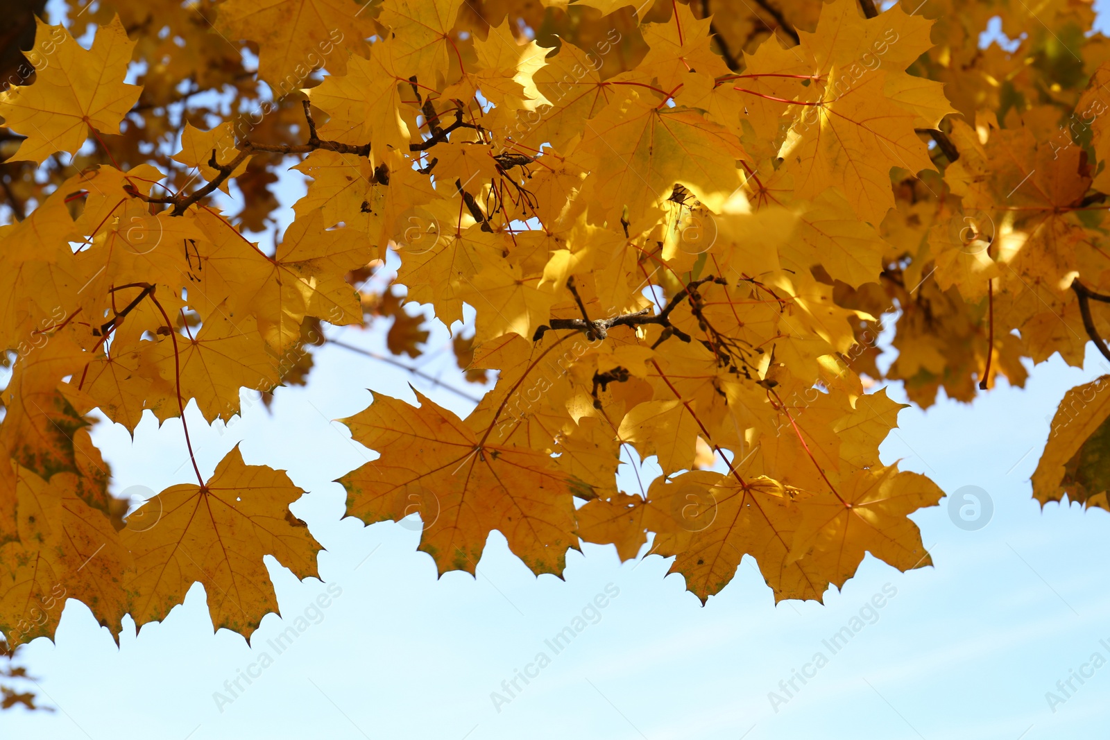 Photo of Beautiful tree with golden leaves and sky outdoors, low angle view. Autumn season