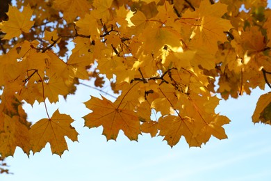 Photo of Beautiful tree with golden leaves and sky outdoors, low angle view. Autumn season