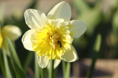 Photo of Bee pollinating beautiful daffodil in garden on sunny day, closeup