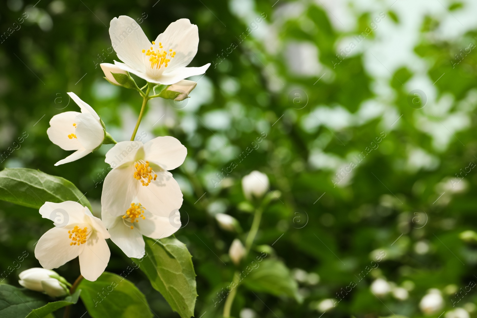 Photo of View of beautiful jasmine flowers outdoors. Space for text