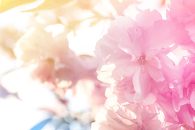 Image of Closeup view of blossoming spring tree outdoors, color toned