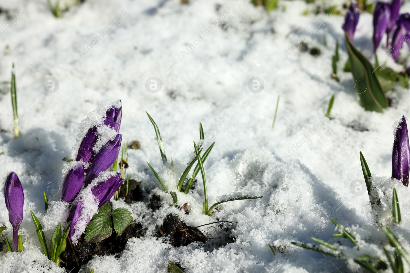 Photo of Beautiful spring crocus growing through snow outdoors on sunny day, space for text
