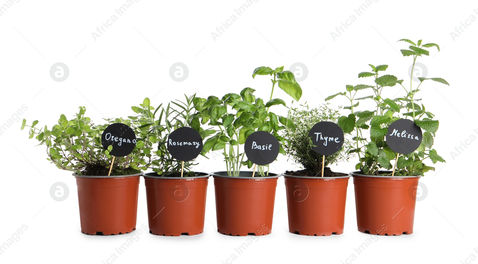 Photo of Different aromatic potted herbs isolated on white