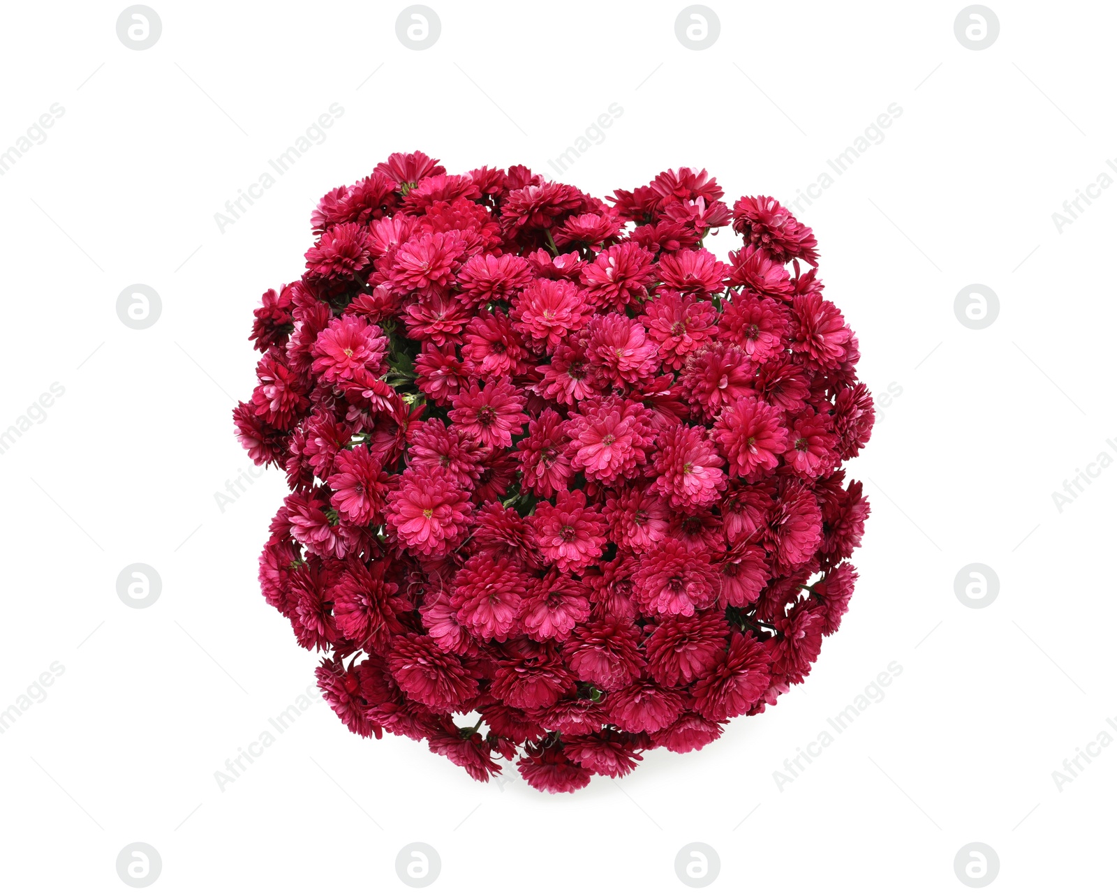 Photo of Beautiful pink Chrysanthemum flowers isolated on white, top view