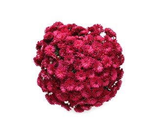 Photo of Beautiful pink Chrysanthemum flowers isolated on white, top view
