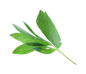 Fresh leaves of peony plant isolated on white