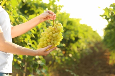 Photo of Woman holding bunch of fresh ripe juicy grapes in vineyard, closeup