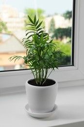 Photo of Chamaedorea palm in pot on windowsill indoors. House plant