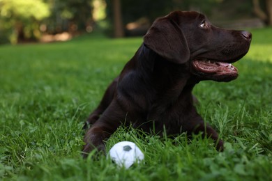 Photo of Adorable Labrador Retriever dog with ball on green grass in park