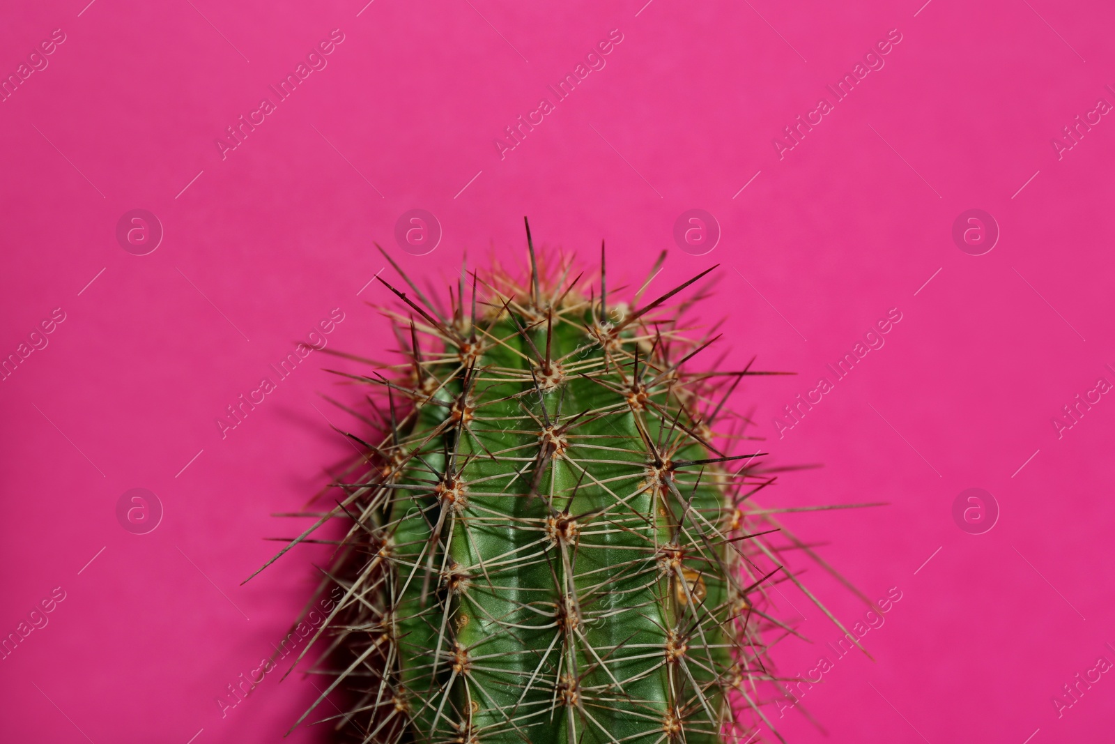 Photo of Beautiful cactus on violet background, closeup view