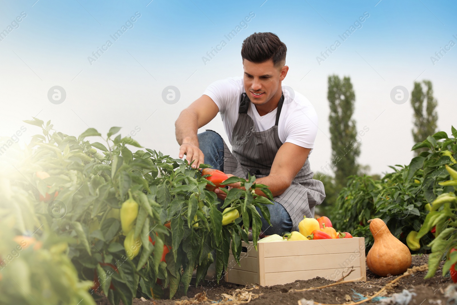 Photo of Farmer taking bell pepper from bush in field. Harvesting time