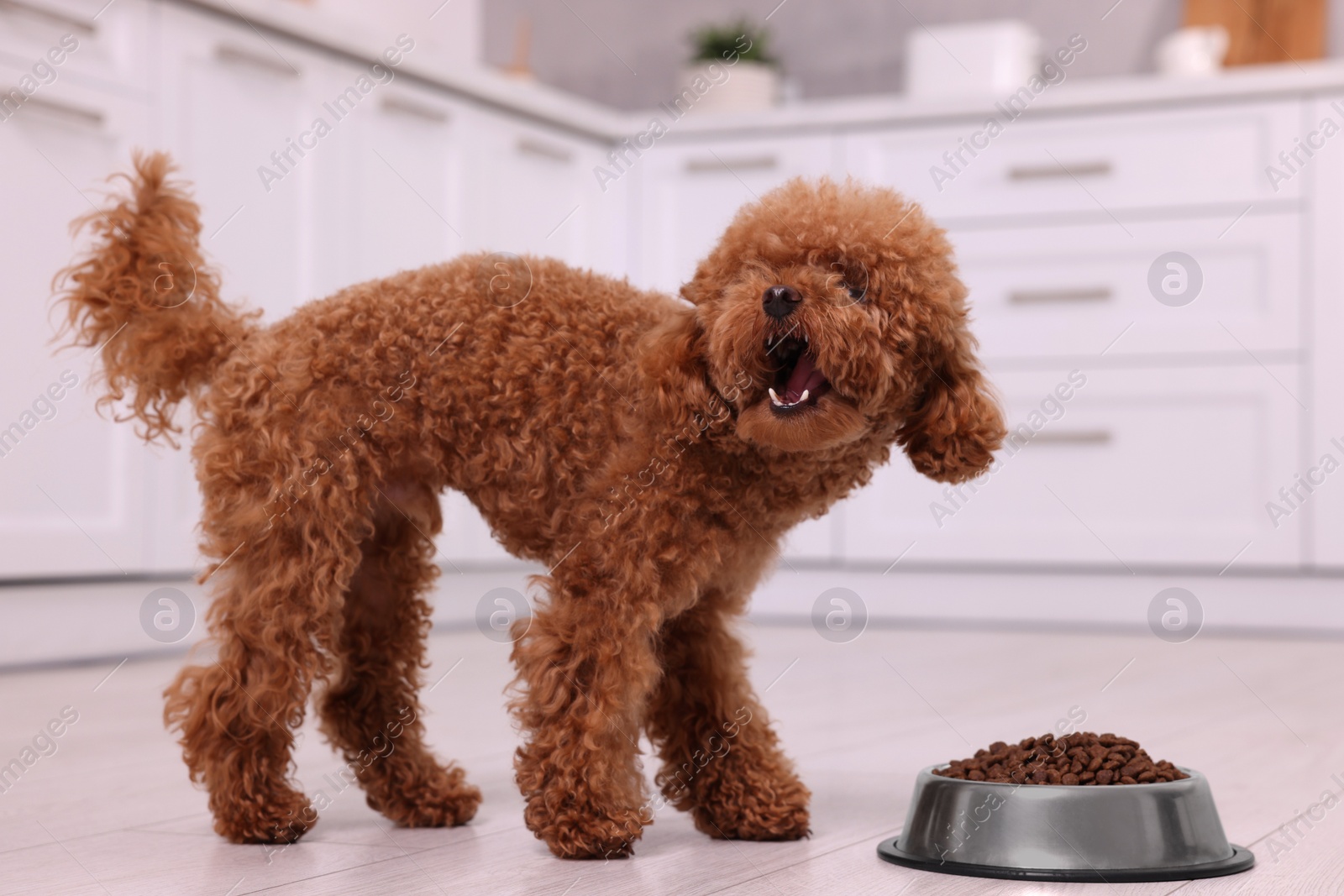 Photo of Cute Maltipoo dog feeding from metal bowl on floor in kitchen. Lovely pet