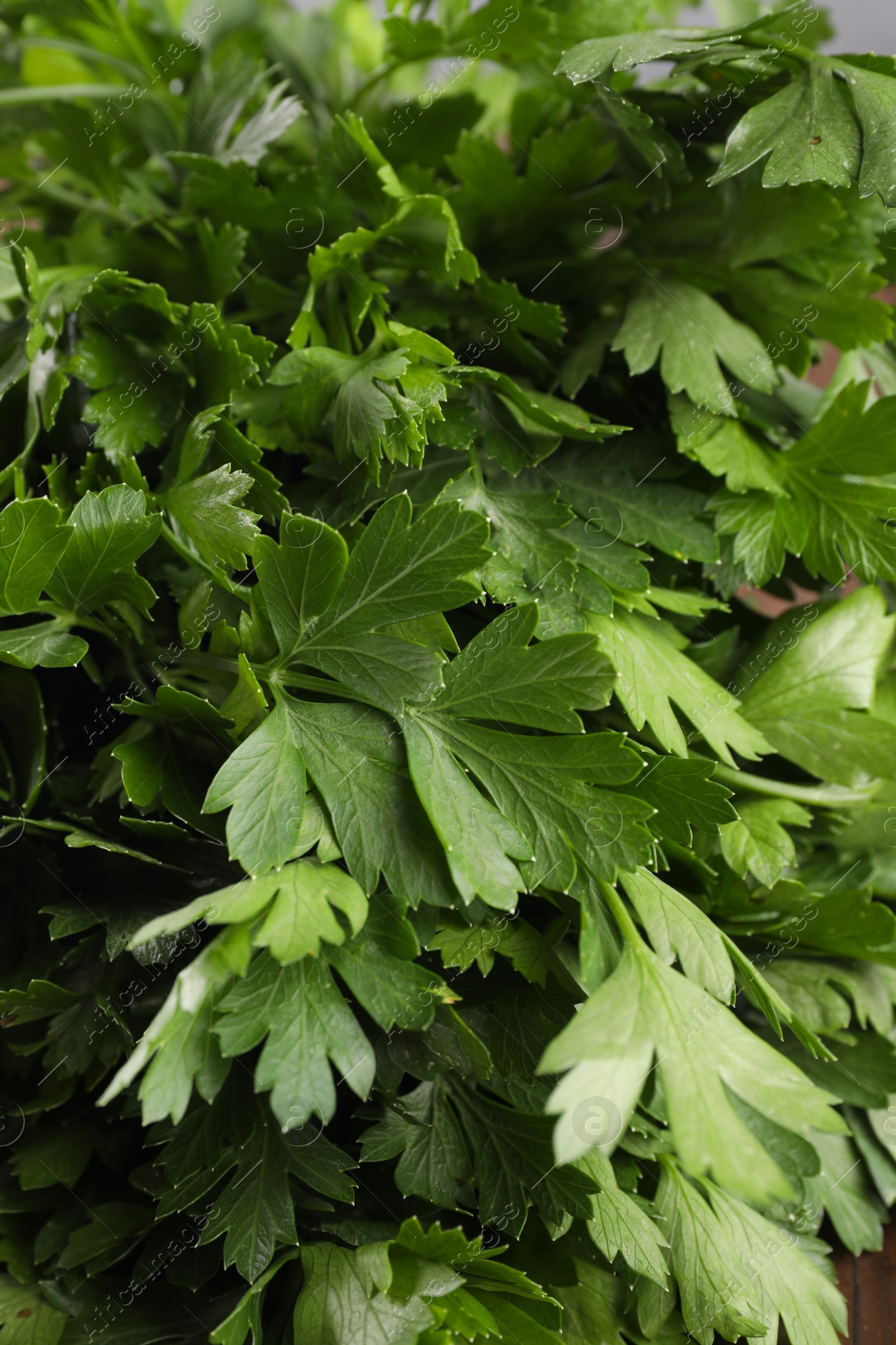 Photo of Fresh green parsley leaves as background, closeup