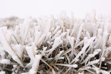 Photo of Grass blades covered with snow outdoors on winter day, closeup