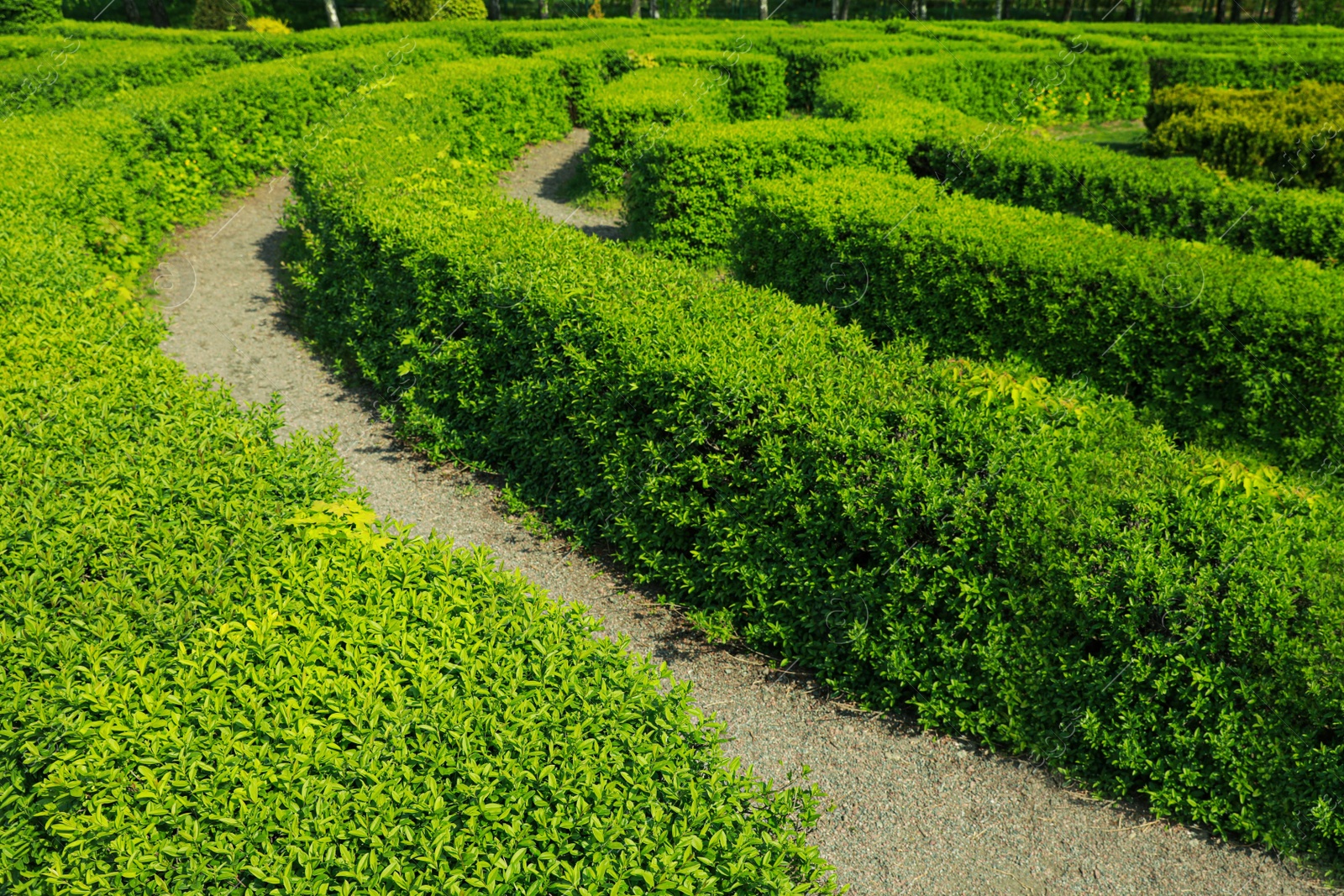 Photo of Beautiful view of green hedge maze on sunny day