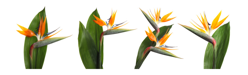 Image of Set with beautiful Bird of Paradise tropical flowers on white background. Banner design