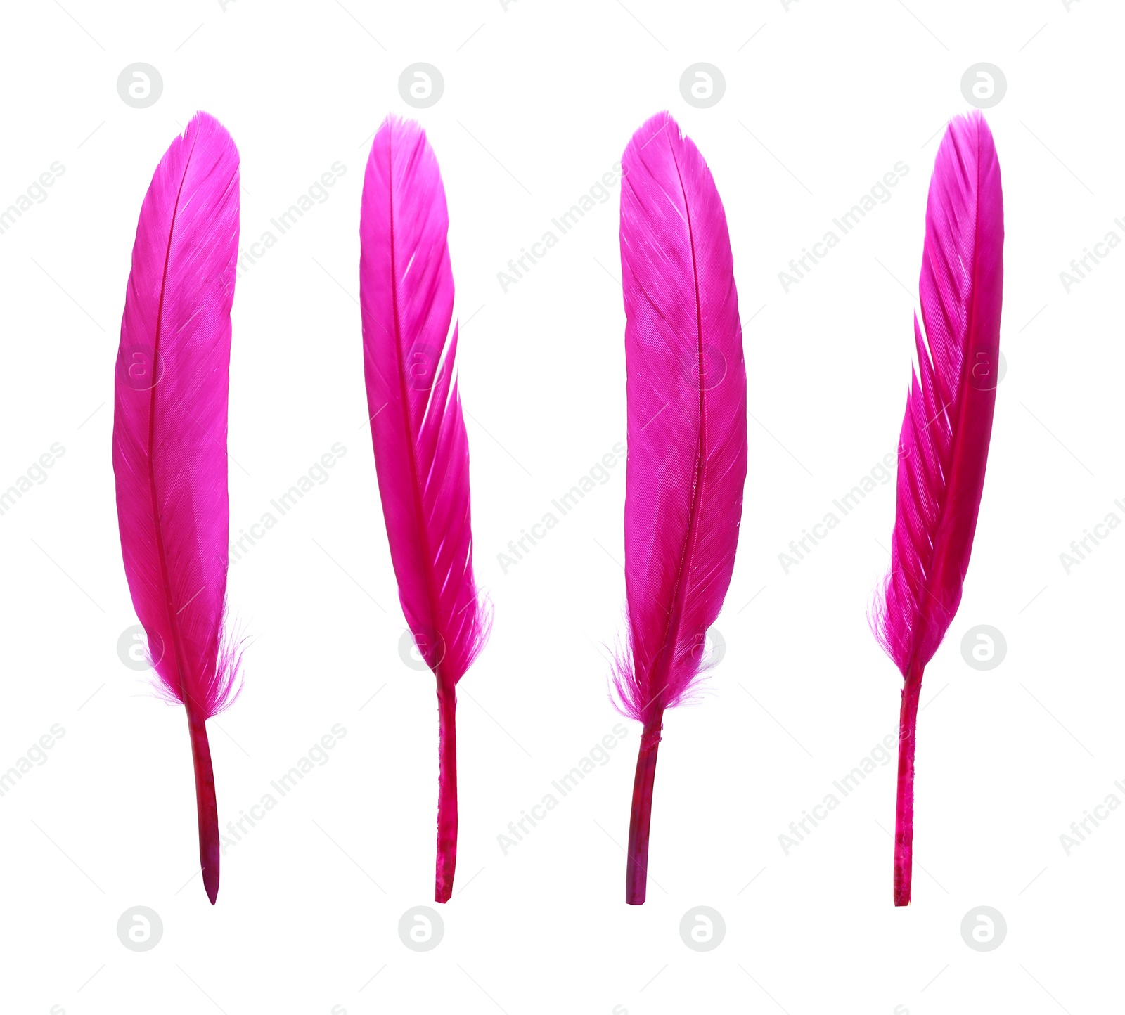 Image of Beautiful bright pink feathers isolated on white, set