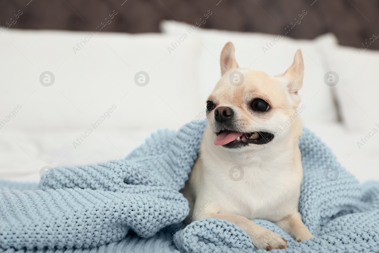 Photo of Adorable Toy Terrier under light blue knitted blanket on bed. Domestic dog