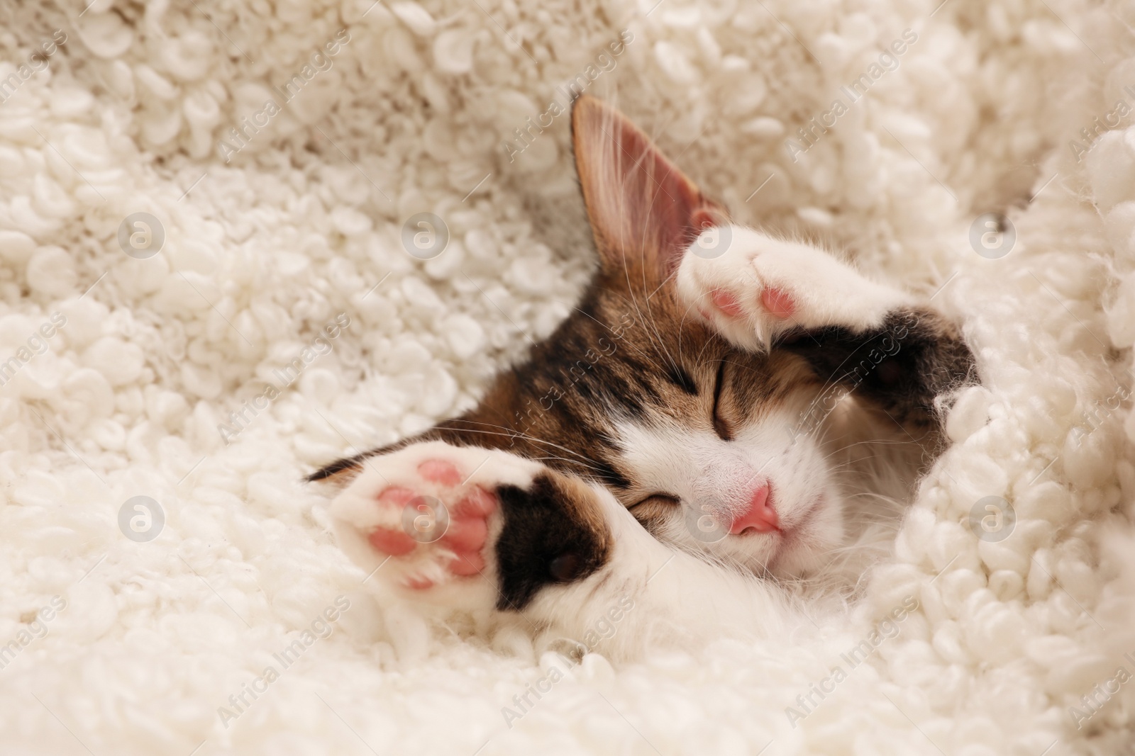 Photo of Cute kitten sleeping on soft plaid. Baby animal