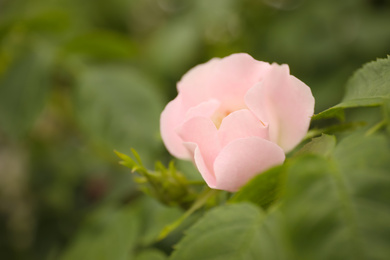 Closeup view of beautiful blooming briar rose bush outdoors. Space for text