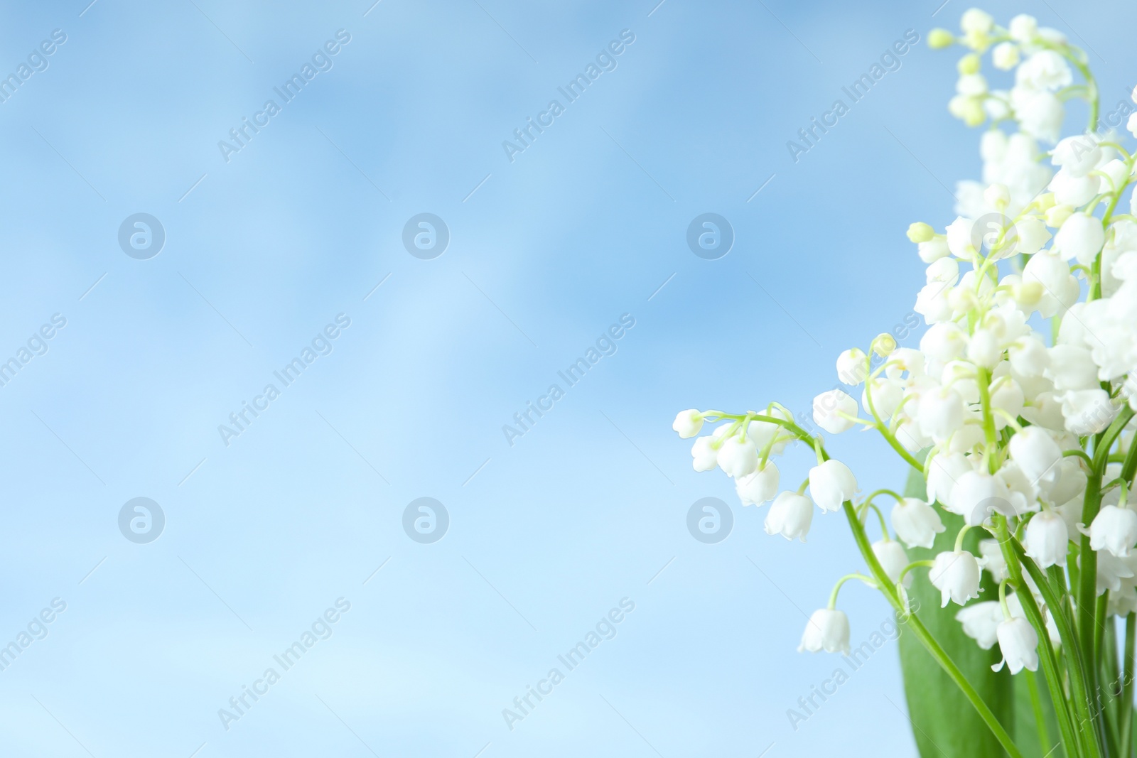 Photo of Beautiful lily of the valley flowers against blue sky, closeup. Space for text