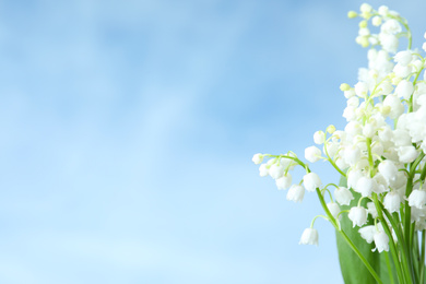 Beautiful lily of the valley flowers against blue sky, closeup. Space for text