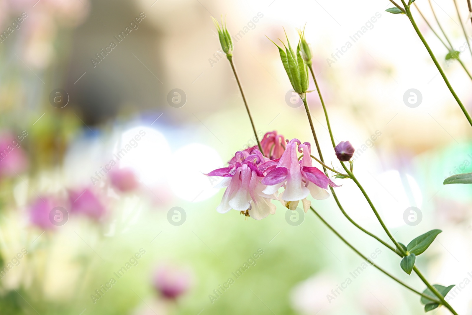 Photo of Beautiful bright aquilegia in garden, closeup with space for text. Spring flowers