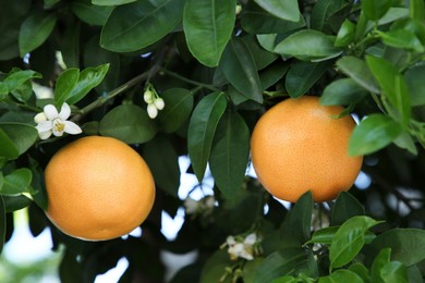 Photo of Ripening grapefruits and flowers growing on tree in garden