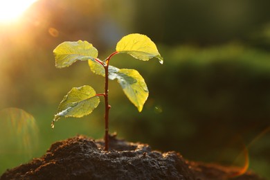 Photo of Wet seedling growing in fresh soil outdoors, closeup. Planting tree. Space for text