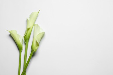 Photo of Beautiful calla lily flowers on white background, top view. Space for text