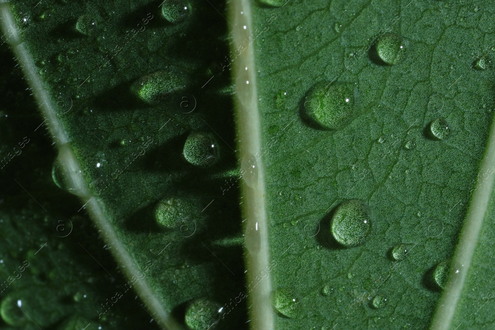 Photo of Macro photo of green leaf with water drops as background, top view