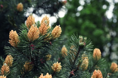 Photo of Beautiful evergreen tropical conifer tree in botanical garden, closeup