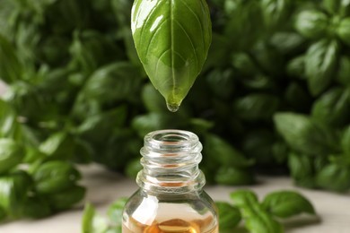 Photo of Dripping basil essential oil from green leaf into glass bottle against blurred background, closeup