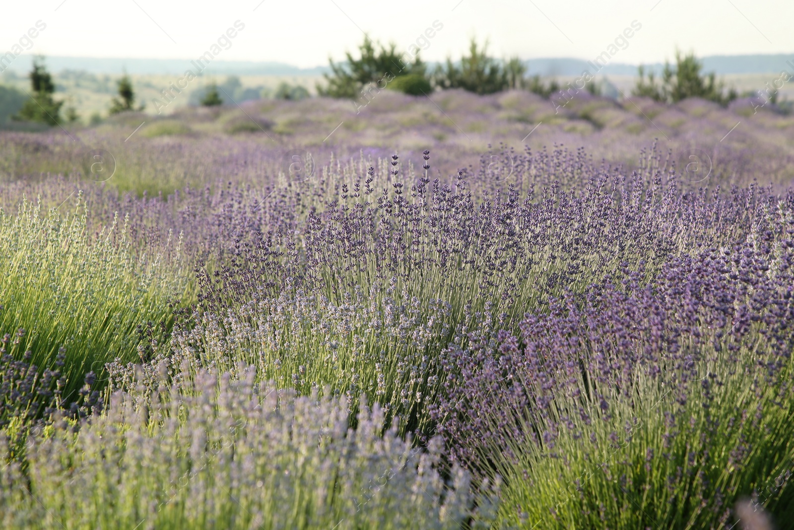 Photo of Beautiful view of blooming lavender growing in field