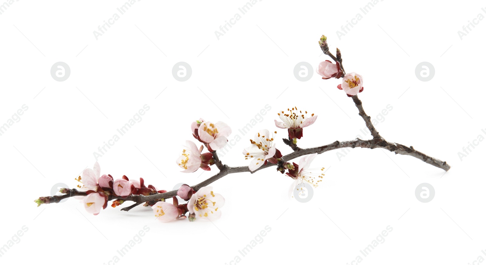 Photo of Beautiful blossoming apricot tree branch on white background