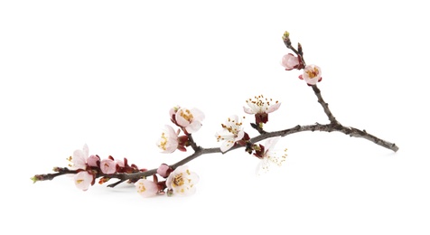 Beautiful blossoming apricot tree branch on white background