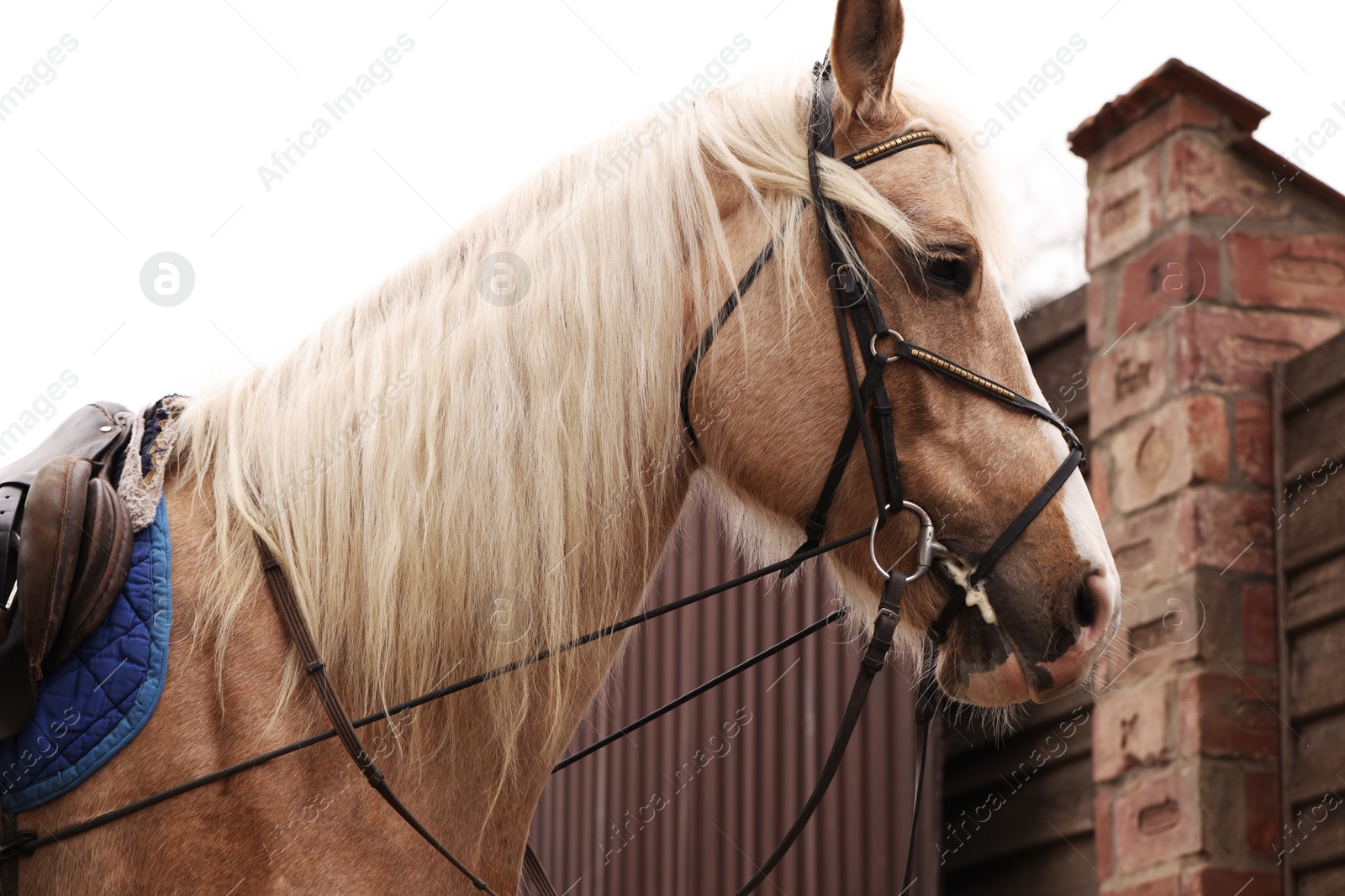 Photo of Adorable horse walking outdoors. Lovely domesticated pet