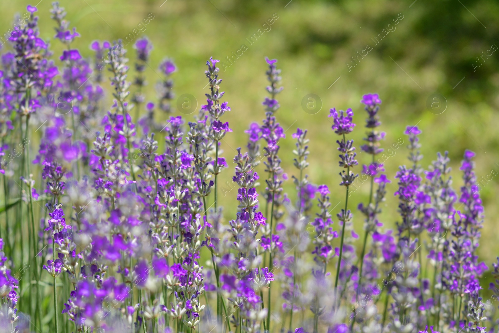 Photo of Beautiful blooming lavender plants in field on sunny day, closeup