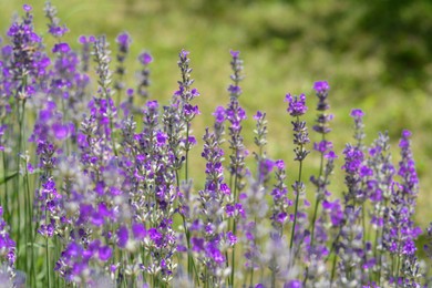 Photo of Beautiful blooming lavender plants in field on sunny day, closeup