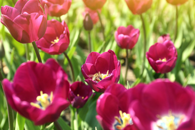 Photo of Beautiful blooming tulips outdoors on sunny day