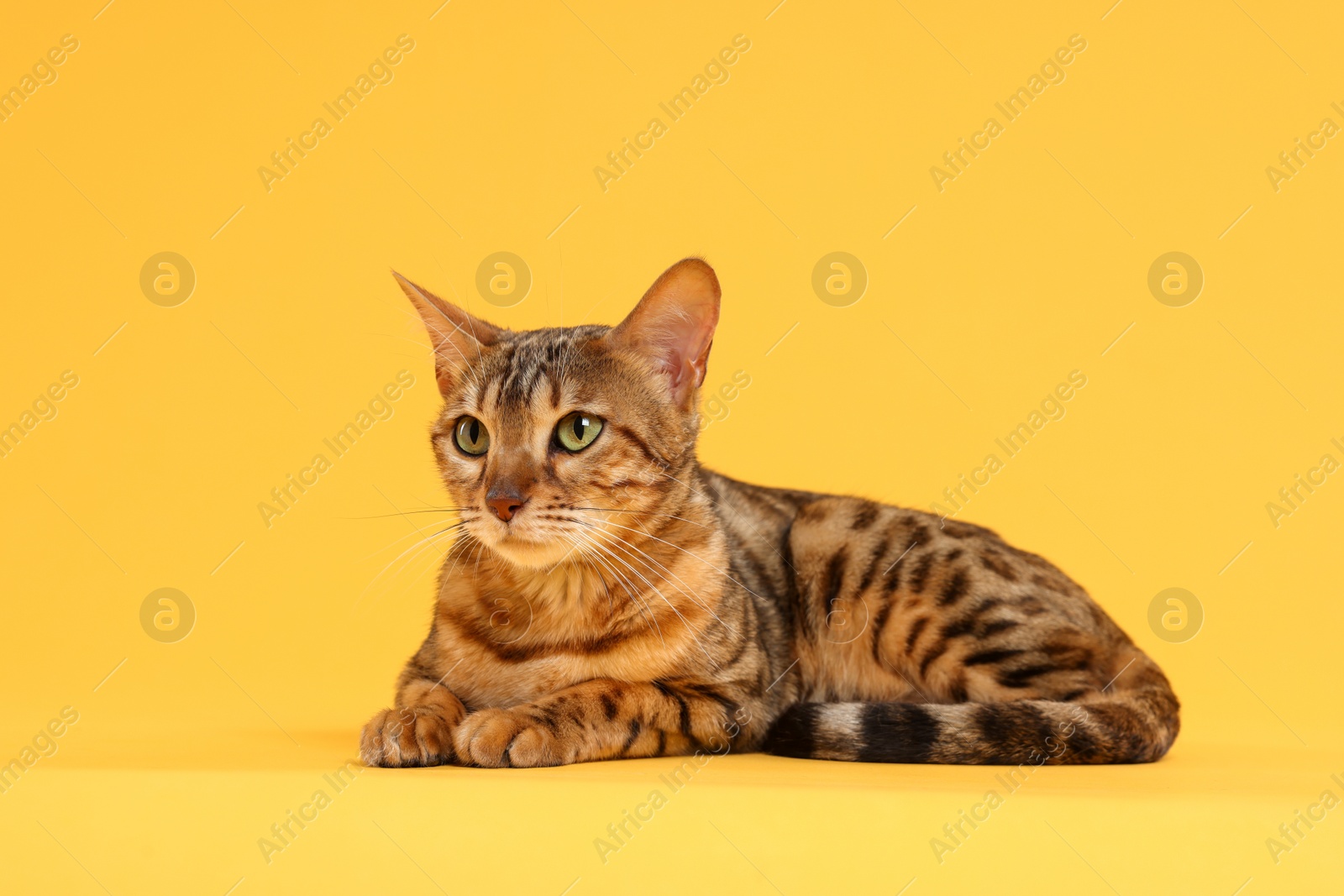 Photo of Cute Bengal cat on orange background. Adorable pet