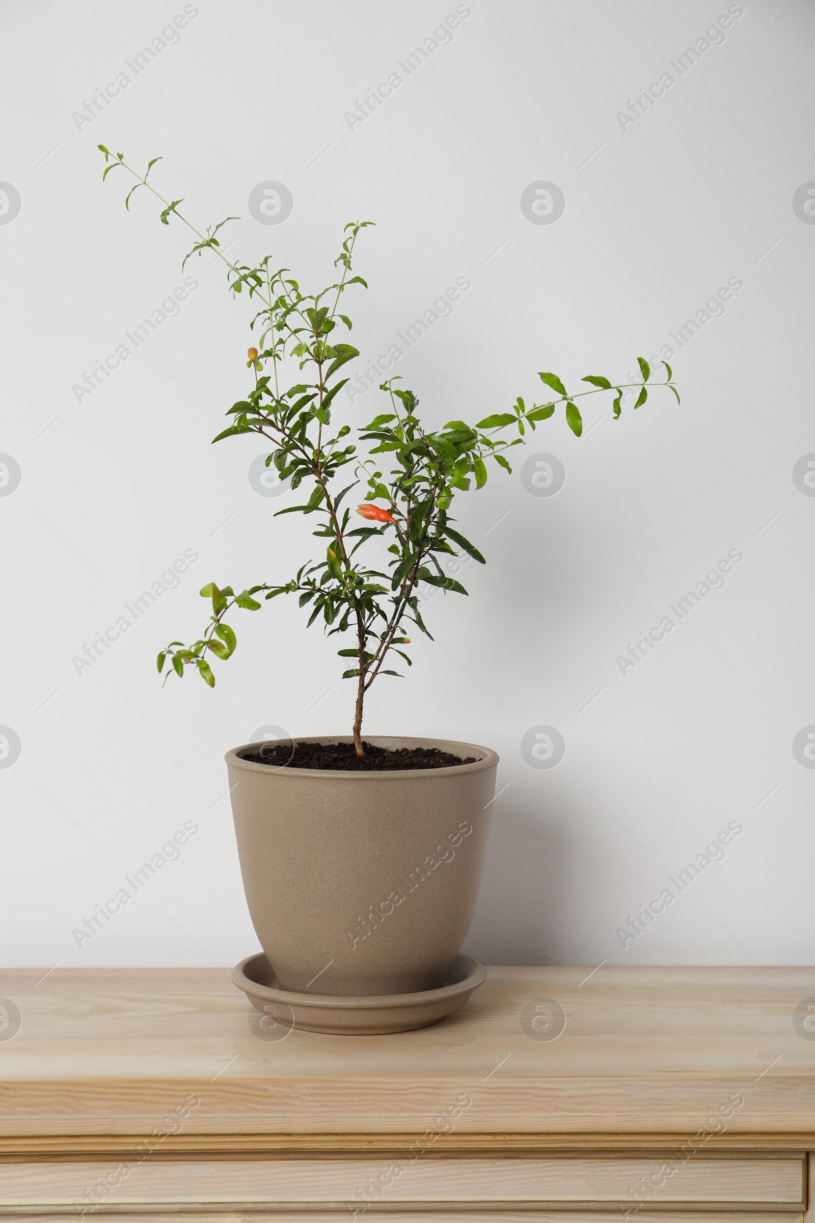 Photo of Pomegranate plant with green leaves in pot on wooden table near white wall