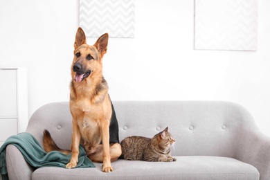 Adorable cat and dog resting together on sofa indoors. Animal friendship